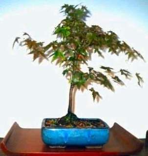 Chinese Maple Bonsai 10 Seeds   Acer truncatum  