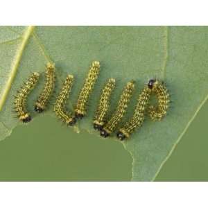  Saturnid Moth Second Instar Caterpillars (Copaxa 