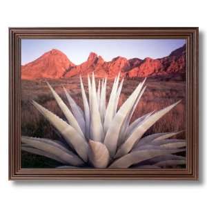  Century Cactus Plant In Desert Photo Landscape Picture 