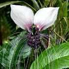 Datura purple queen double   Engelstrompete items in exotic plants 