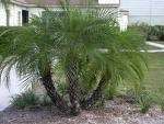Dwarf Date Palm ( Phoenix Roebelenii) 20 Seeds  