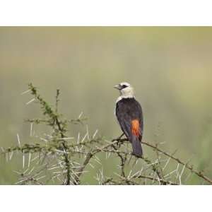  White Headed Buffalo Weaver, Serengeti National Park 