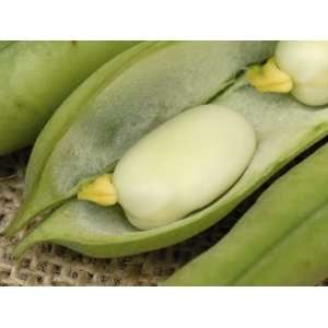 Broad Bean Pod (Vicia Faba) Opened to Show Fresh Green Broad Beans and 