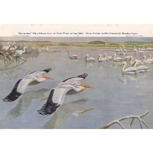  1949 White Pelicans   Walter A. Weber Vintage Bird Print 