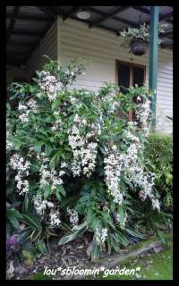 BRIDAL VEIL~~~CLERODENDRUM NUTANS~~SHOWY SHRUB~~FOOT LONG FLOWERS~~1 