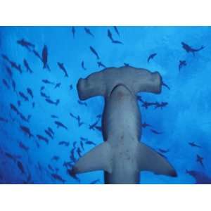  Hammerhead Shark from Below, Galapagos Islands, Ecuador 