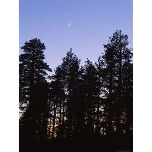  Silhouetted Evergreen Trees Under a Crescent Moon at 