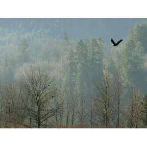  A Bald Eagle Flies Through the Mist High Above the Skagit 