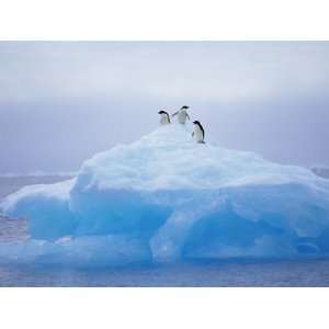  Adelie Penguins on Iceberg, Paulet Island, Antarctica 