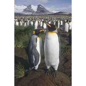   Geographic King Penguin Colony 1000 Piece Jugsaw Puzzle Toys & Games