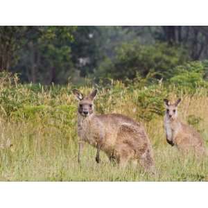  Eastern Grey Kangaroos, Geehi, Kosciuszko National Park 