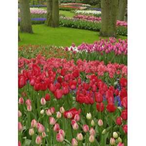  Tulip Garden, Keukenhof Gardens, Lisse, Netherlands 