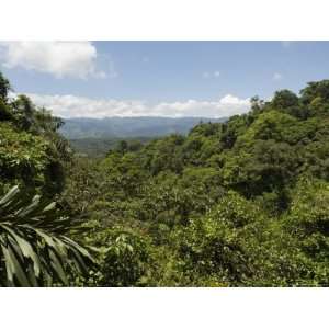  Rainforest Vegitation, Hanging Bridges Walk, Arenal, Costa 