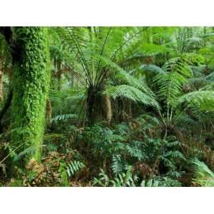  Rainforest, Otway National Park, Victoria, Australia 