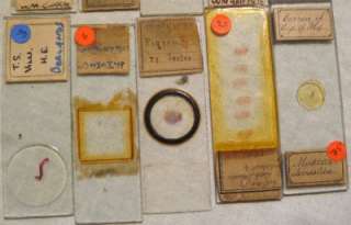 15 Vintage Prepared BIOLOGY MICROSCOPE SLIDES  