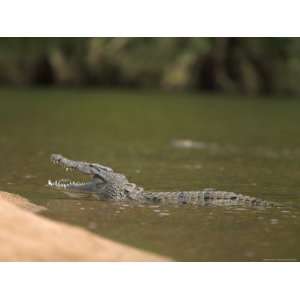 Nile Crocodile (Crocodylus Niloticus) with Jaws Open, Kruger National 