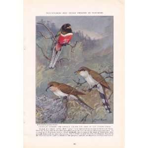 1936 American Black Billed Yellow Billed Cuckoos Coppery Tailed Trogon 