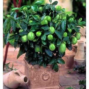  Key Lime Potted Kit