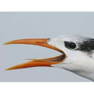 Portrait of Royal Tern Showing Tongue, Captiva, Florida, USA Premium 