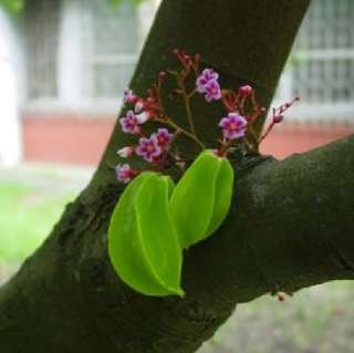   leaves on young branches, or on older branches without leaves