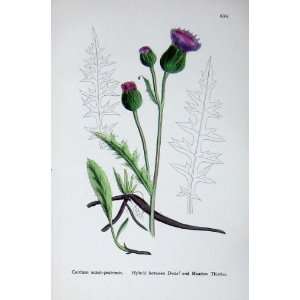  Botany Plants C1902 Hybrid Dwarf Meadow Thistles Colour 