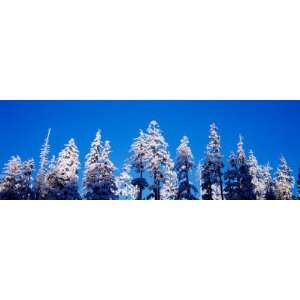  Pine Trees in Winter, Oregon by Panoramic Images, 24x72 