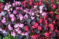 Wax Begonia Cocktail Mix (B. semperflorens) 50+ SEEDS  