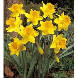  Narcissi, Dutch Master (12 bulbs) Patio, Lawn & Garden