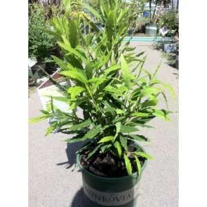  Emerald Wave Bay Laurel, Super One Gallon Container by 