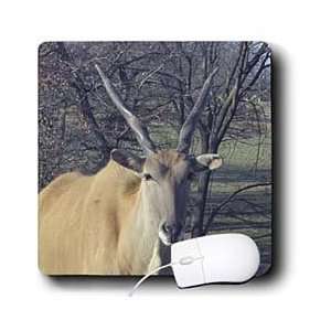  Jackie Popp Nature n Wildlife Animals   Addax   Mouse Pads 